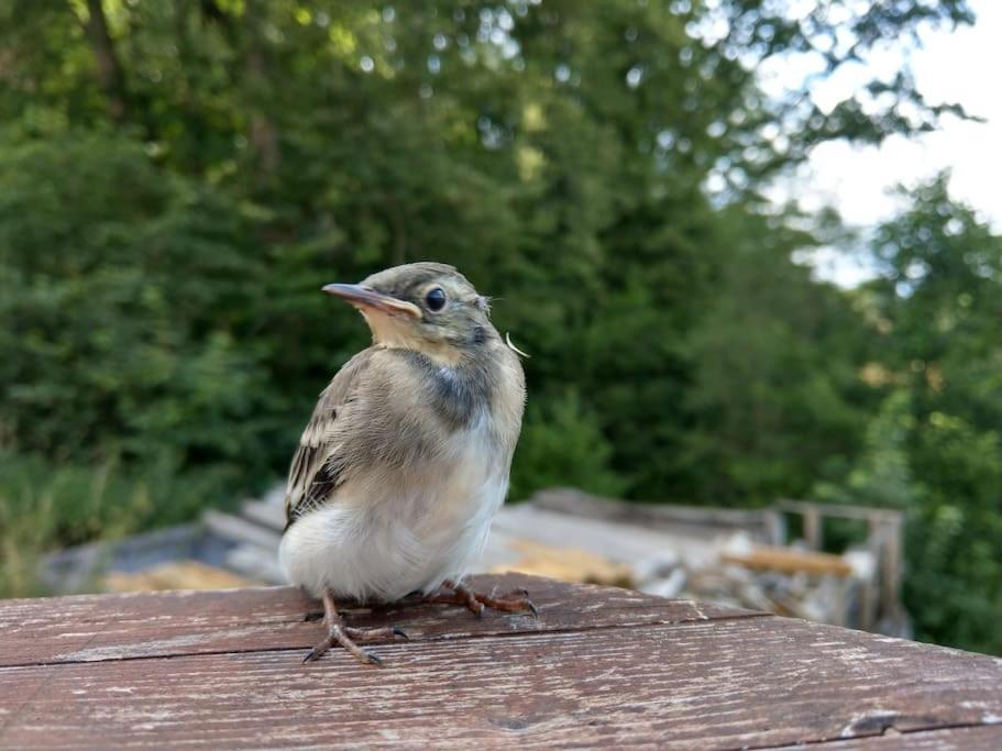 Wald-Apartment Limabach - Oberfrohna Zewnętrze zdjęcie