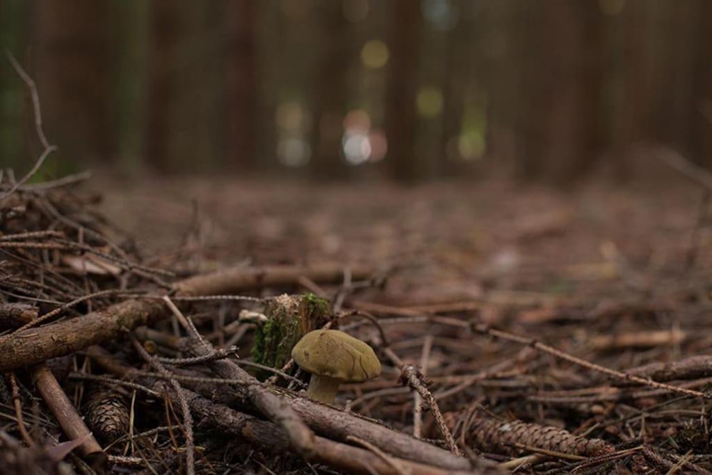 Wald-Apartment Limabach - Oberfrohna Zewnętrze zdjęcie