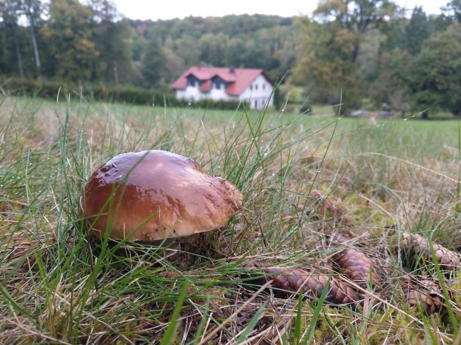 Wald-Apartment Limabach - Oberfrohna Zewnętrze zdjęcie